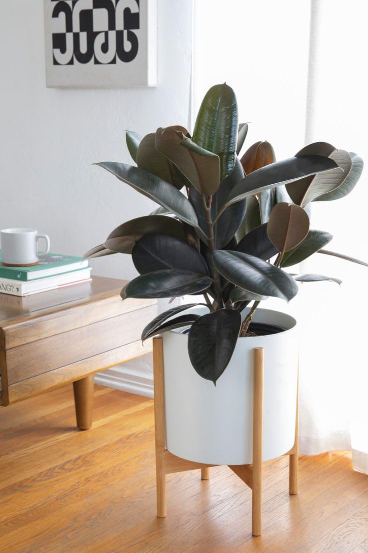 Laxmi plant Live Rubber Decora Ficus elastica Indoor Air Purifier Plant, Big Size, with Black Plastic Pot, Pack of 1 ad3-image-2