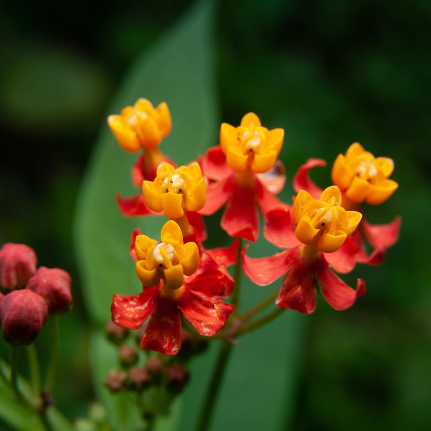 2 Tropical Milkweed Flower Plants Live Outdoor Garden, Milkweed Plants Live for Planting, Milkweed Live Plants 4 to 6 Inches Height Bare Roots