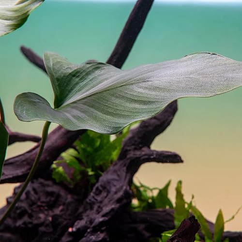 Miniatura 10 de Plantas Anubias vivas para acuarios, planta de agua dulce en maceta para peceras y terrarios, apta para principiantes, para poca luz (Minima, 1