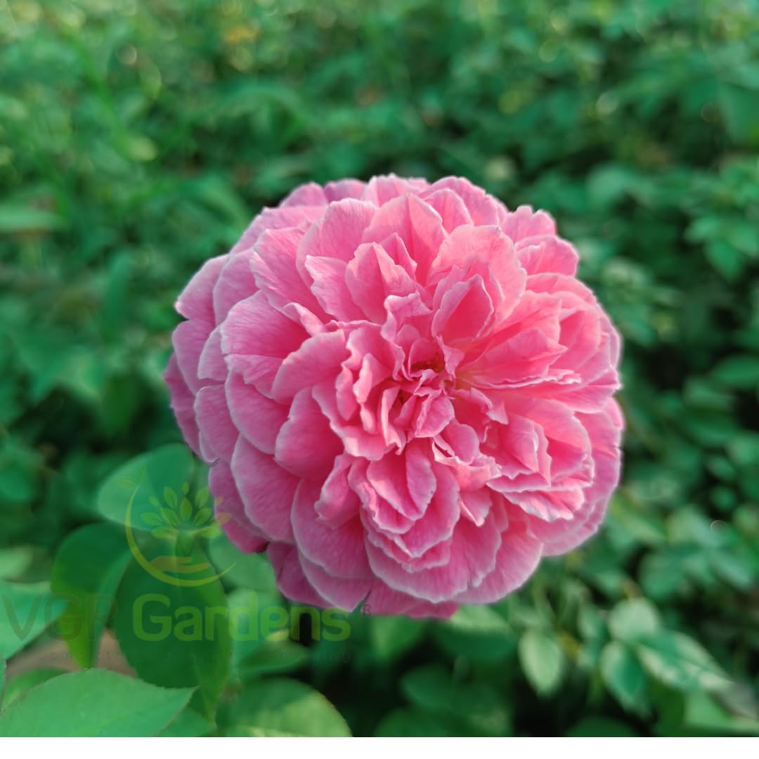 VGR Gardens? Nattu Rose Plant | Nadan Rose Plant | Nattu Roja Chedi | Desi Rose Plant | Country Rose Plant | Indoor Outdoor Plant With Pot (B0D2HYBCCN) Amazon Price History, Amazon Price Tracker