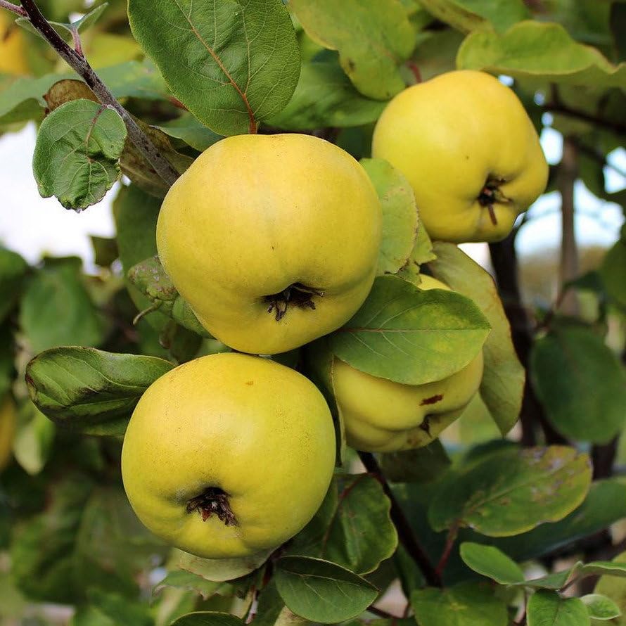 Plant World Seeds - Pyrus Cydonia Seeds (Fruit Seeds)