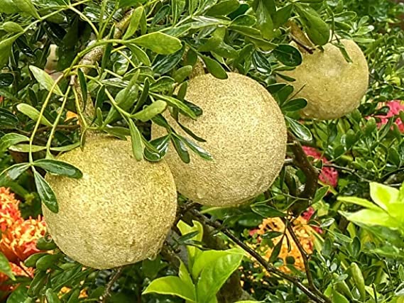 Natura GreenHouse 1 Live Sweet Grafted wood apple plant - In just Under 6 months Get Fruits (B0C39BRS21) Amazon Price History, Amazon Price Tracker