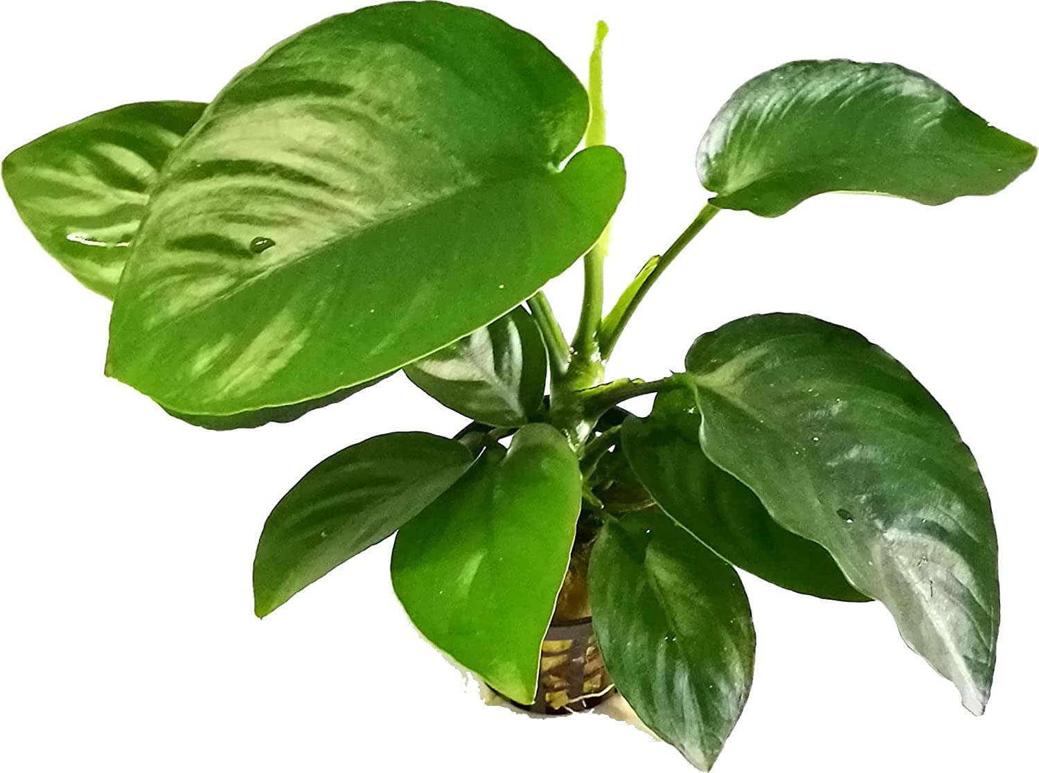 Maalavya Live Aquarium Aquatic Plant (Anubias Nana Ovalis) with Pot 3 to 5 Leaves (B09RSHBHHC) Amazon Price History, Amazon Price Tracker