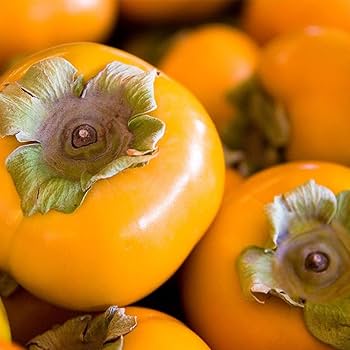 Amazon.co.jp: 果樹！柿の苗木 品種：富有(ふゆう)【品種で選べる果樹