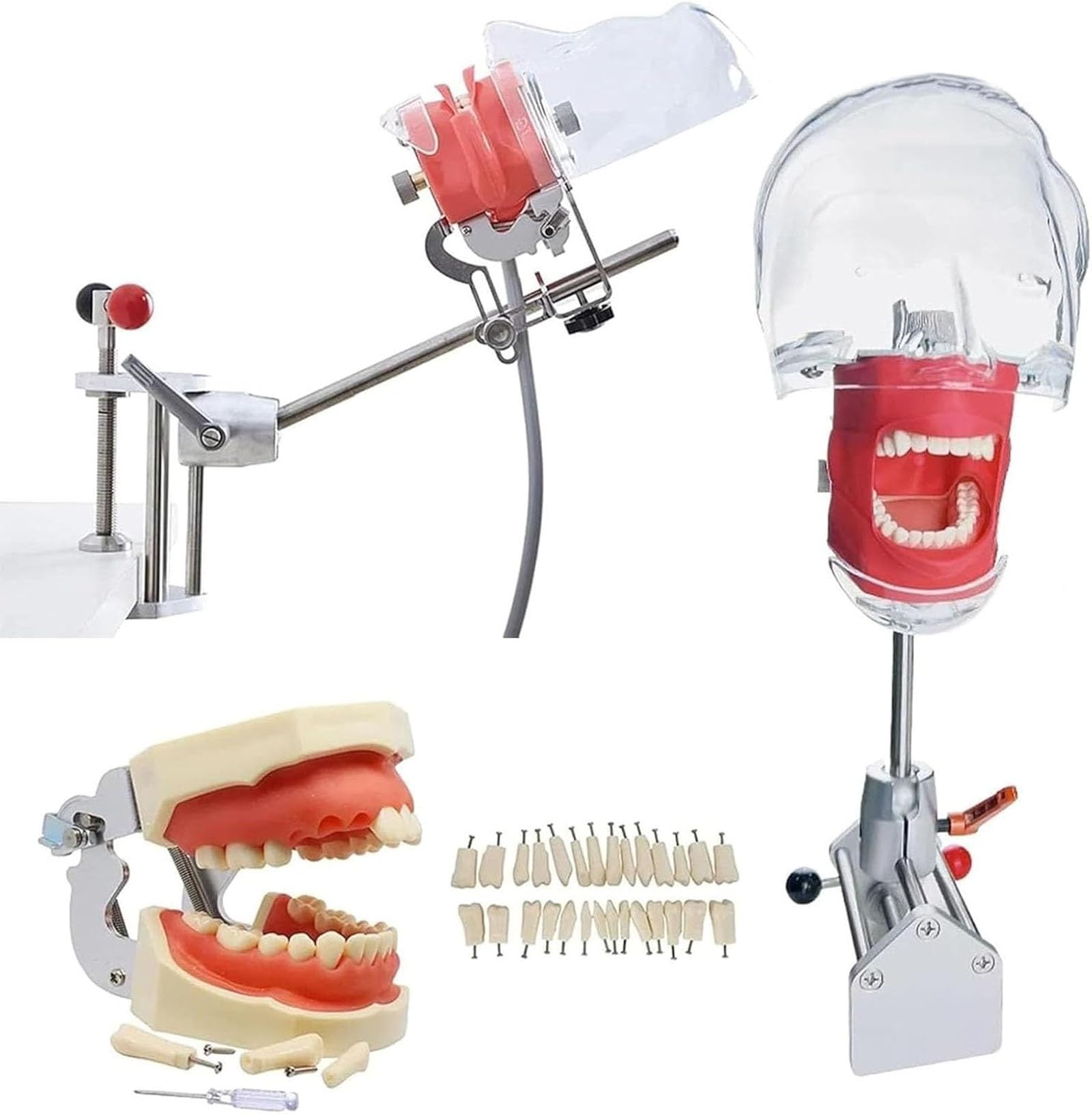 Dental Simulator Manikin Phantomkopf Kunststoff pädagogisches Zahnmodell mit Tischhalterung 32 Zähne 360-Grad-Verstellung