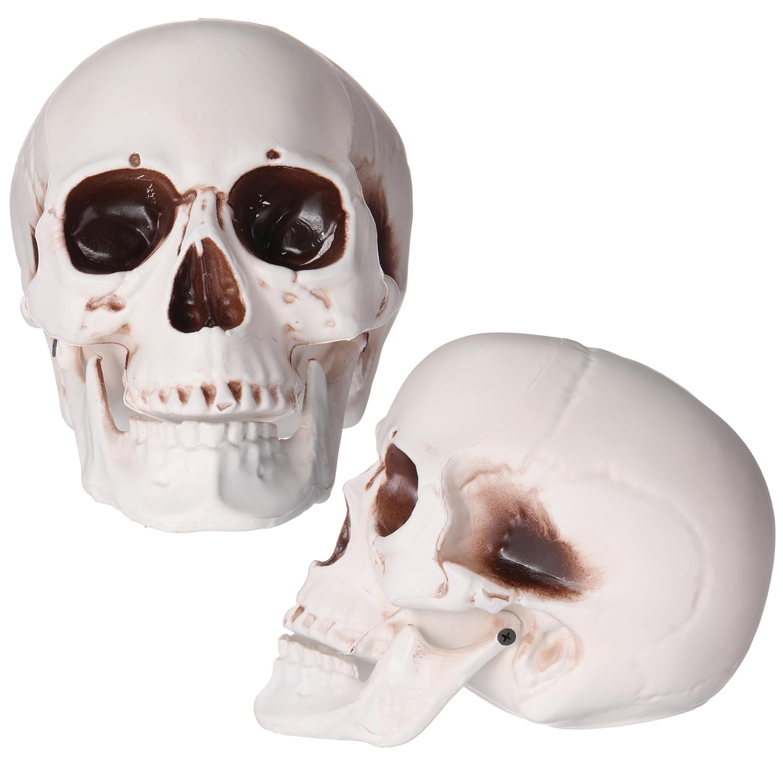 Amazon.com: Sratte 2 Pcs Halloween Human Skull Model Adult Plastic