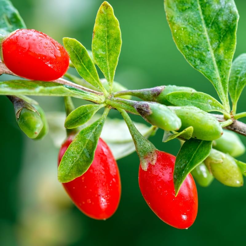 Amazon.com : 3 Red Goji Berry Trees Live Plant, Goji Berry Plant Live ...