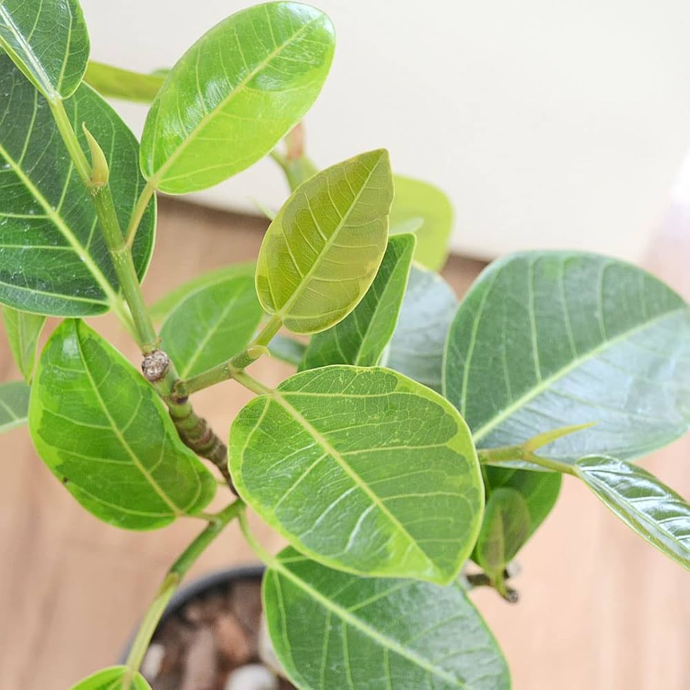 緑の書　カダフィ大佐　ムアンマル・アル カッザーフィ 緑の書 : アル・キターブ・アル・アフダル(ムアンマル・アル