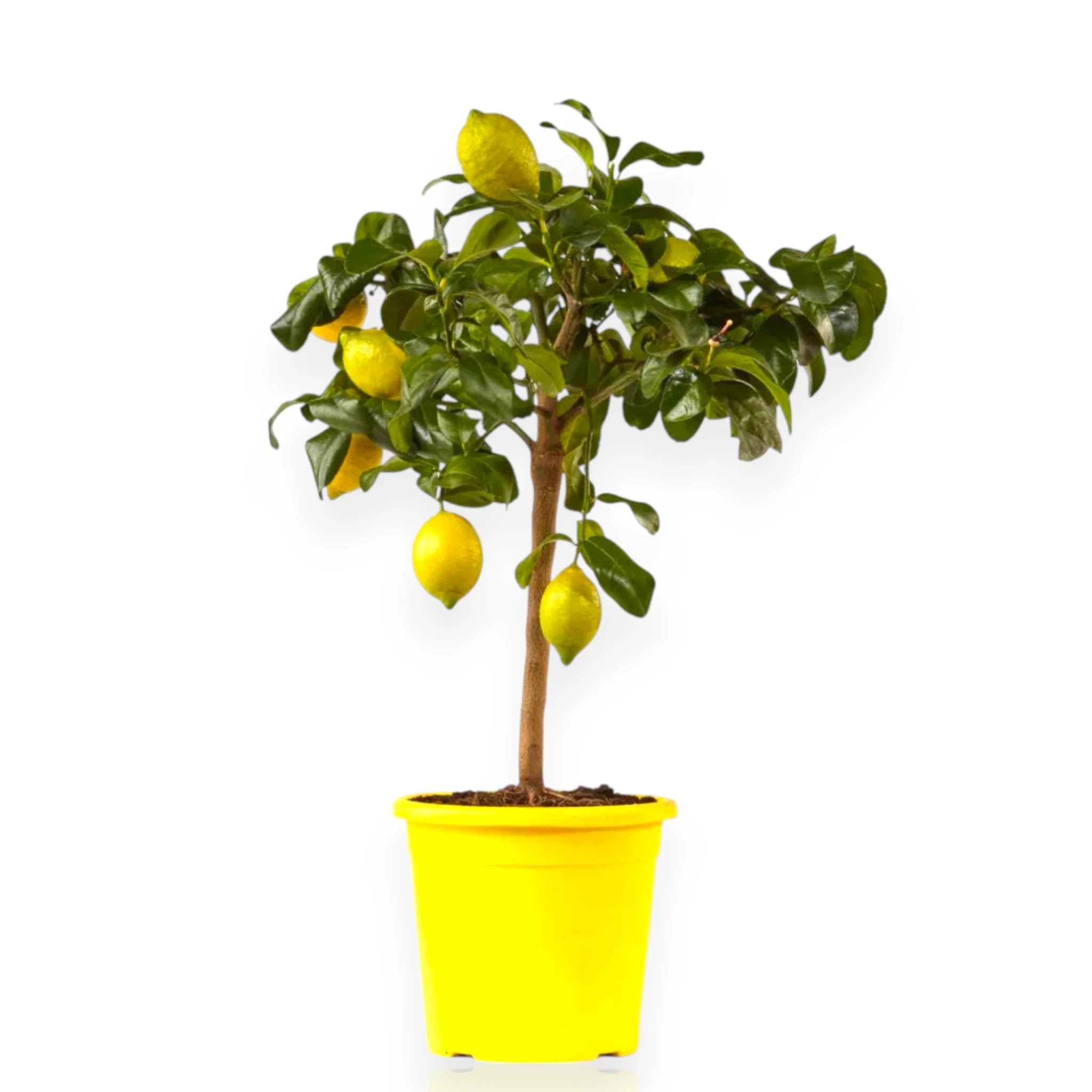 Limone Zagara Bianca Citrus limon 'Zagara Bianca' - Pianta di Agrume da Frutto in Vaso, 70/80 cm, Vaso 22