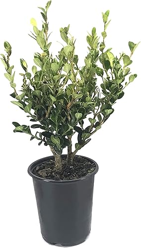 Boj de gema de invierno 5 macetas vivas de 4 pulgadas Buxus Microphylla Japonica Arbusto de hoja perenne formal resistente al frío de rápido