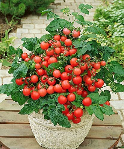Organic Seeds Red Indoor Dwarf Tomato Determinate Non GMO Heirloom- 50+ Seeds (B0C4Z96FB5) Amazon Price History, Amazon Price Tracker