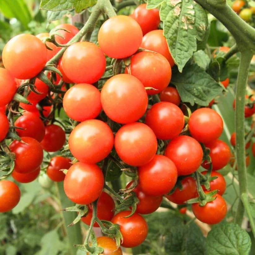 Image of Cherry Tomato Vegetable Seeds, Vegetable Seeds for Home Gardening, Vegetable Planting Seeds for Kitchen, Cherry Tomato Seeds (Cherry, Pack of 1g)