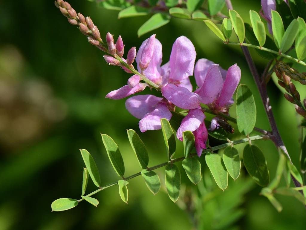 Creative Farmer Neelamari (Indigofera Tinctoria) Medicinal Plants For Home Garden Healthy Live (Healthy Live Plant) (B09SD4FNW9) Amazon Price History, Amazon Price Tracker