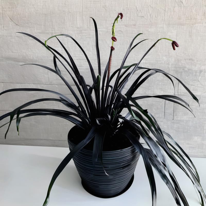 New Crinum lily || poison bulb || spider lily || grand crinum lily live plant (1 Pcs Healthy Live Plant)