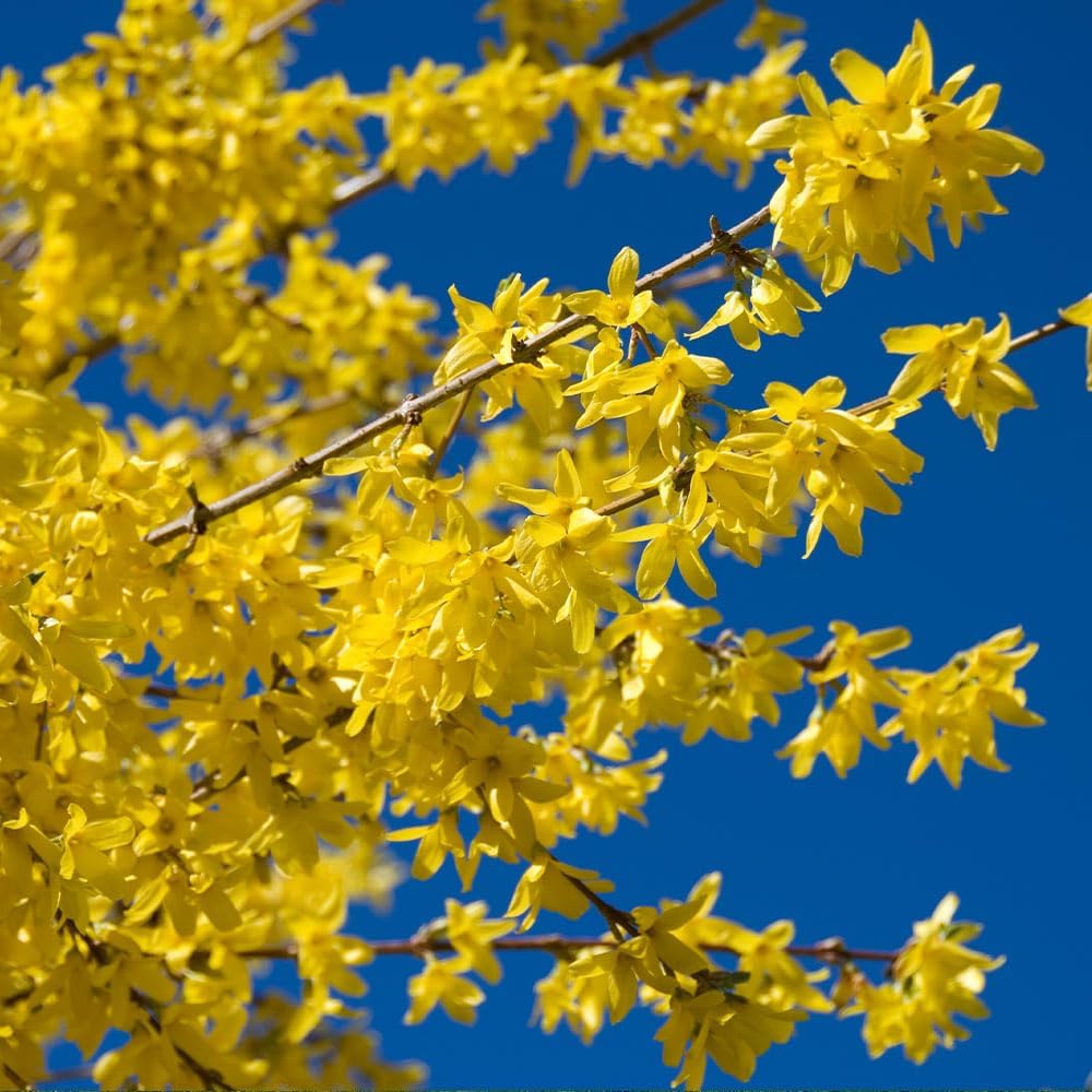 Brighter Blooms - Lynwood Gold Forsythia Shrub, 2 Gal. - No Shipping to AZ