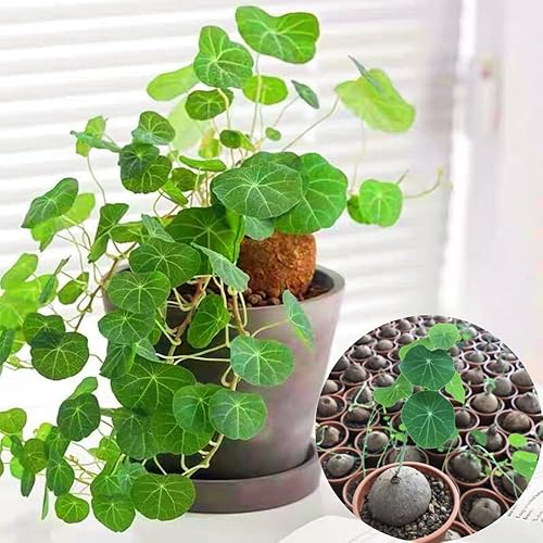 Miniatura 4 de Stephania Cephalantha Plant Caudex, suculenta rara Caudex de 2 a 2.5 pulgadas de ancho, ya brotada para plantar, planta de interior tropical