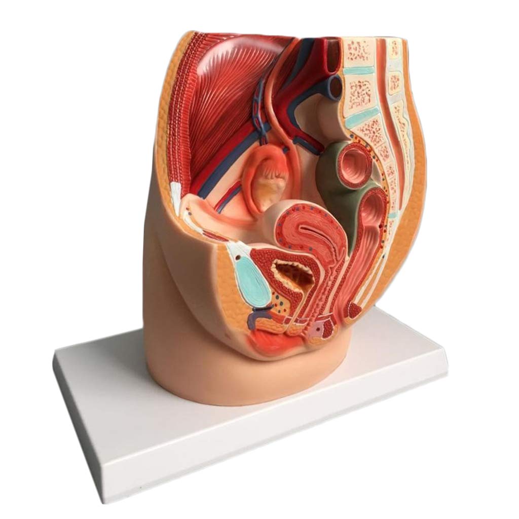 sjdoPulse Female Pelvic Anatomical Model - Pvc Scientific Anatomical Human Model - Median Sagittal Section Gynecological Genitourinary System - for Medical Educational Training Aid