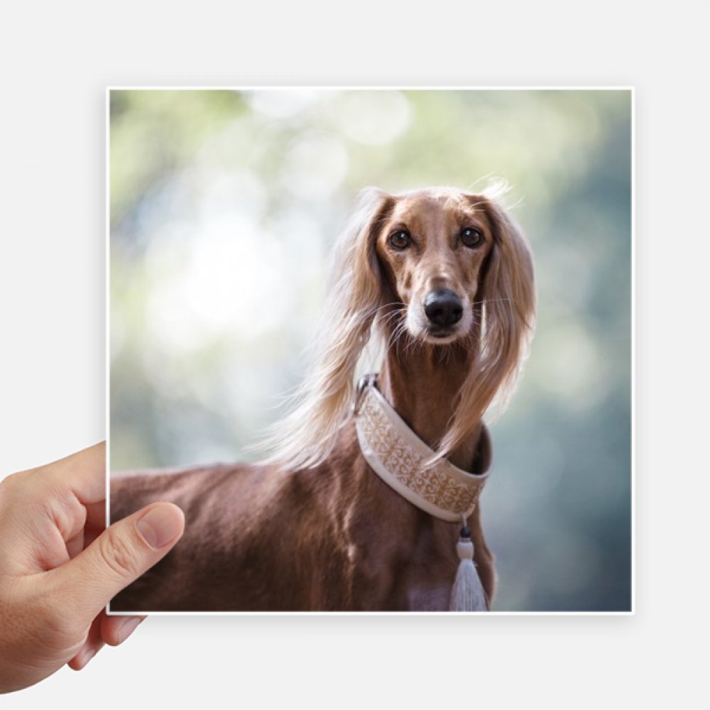 Pet photo autocollant carré de 20 cm étanche pour moto et valise