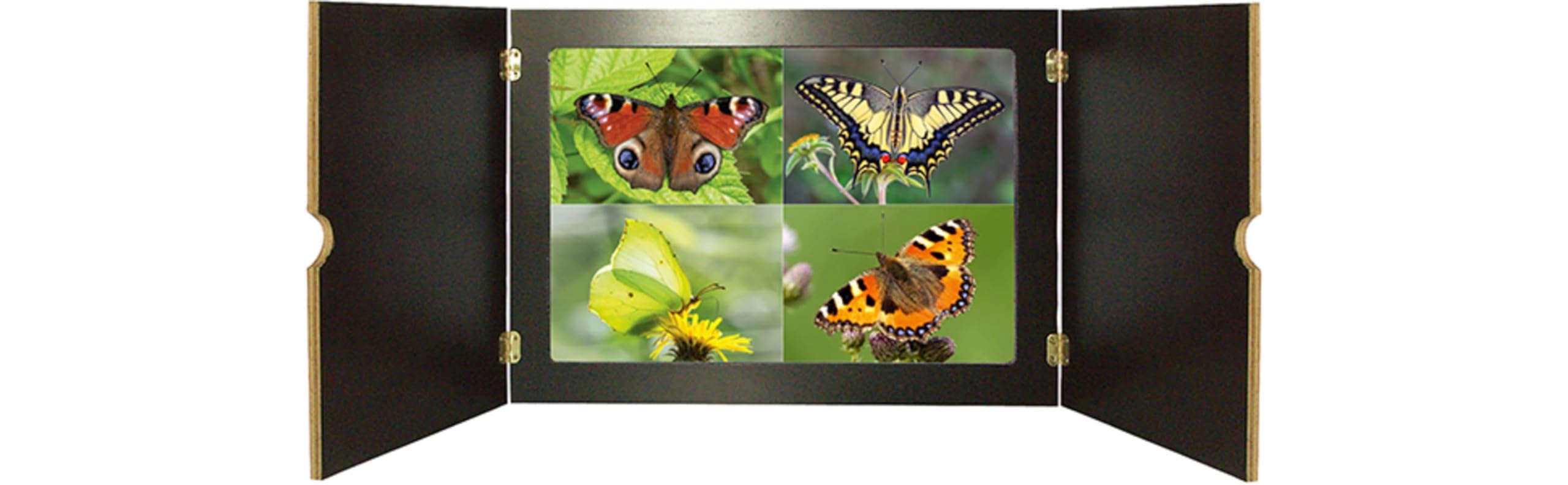 Ameise, Biene und Schmetterling. Unsere Insekten. Kamishibai Bildkarten und Memo-Spiel: Sachwissen spannend vermitteln mit dem Erzähltheater. Für Kita ... für unser Erzähltheater Kamishibai)