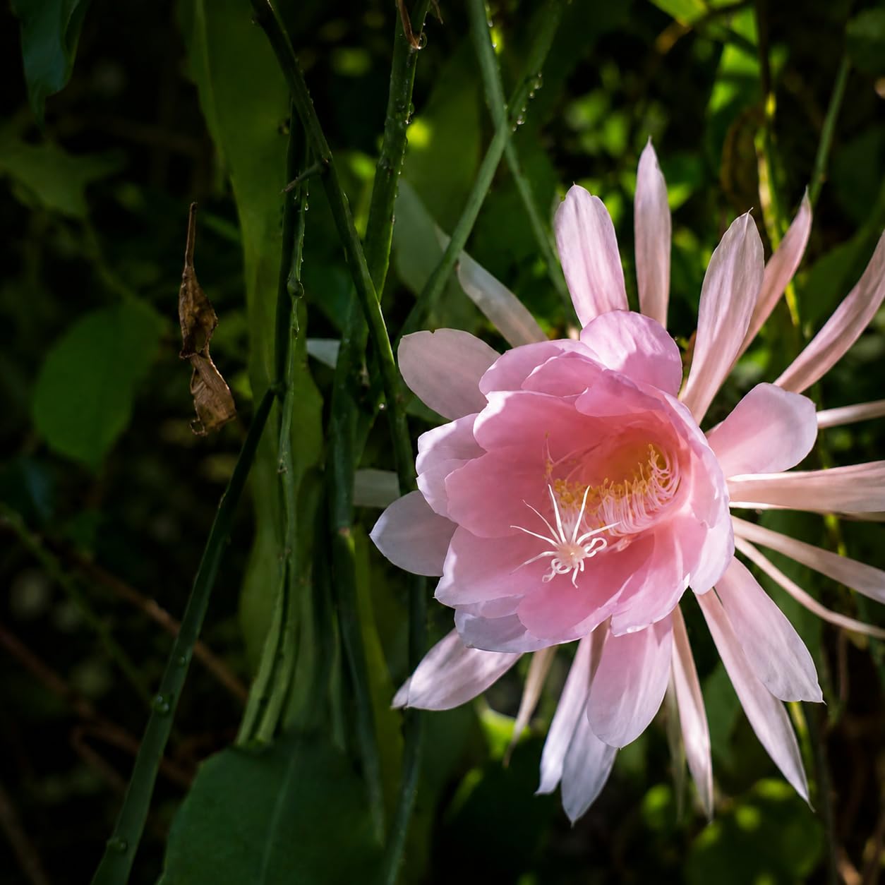 Pink Brahma Kamal Queen of the Night | Convenient Upkeep Tropical Epiphytic Cactus | Living Room Accent | Single Unit-image-0