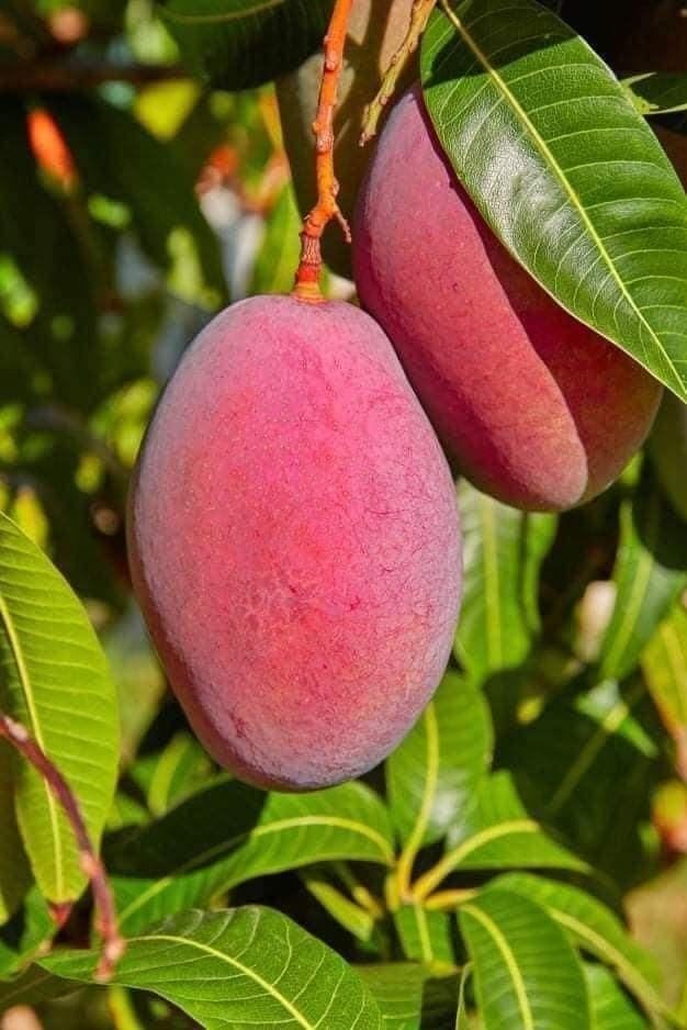 GreenWorld Special Sweet Red Sinduri Mango Plant/Red Beauty,Aam,Amba Fruit Healthy (GRAFTED) Live Plant, Thailand Variety,Fruit After 1 Year (B0CCKWZ38W) Amazon Price History, Amazon Price Tracker