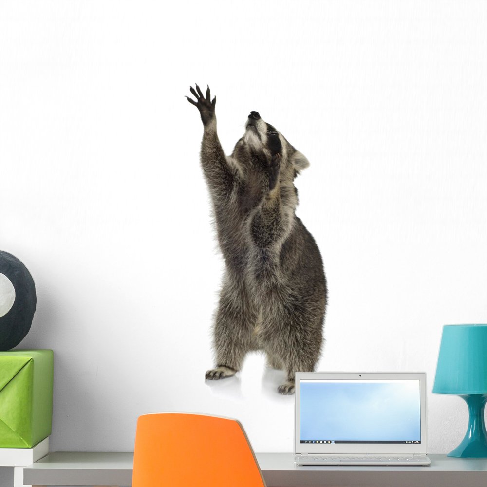 Wallmonkeys Raccoon 9 Months Procyon Lotor Wall Decal Peel and Stick Graphic WM164020 (24 in H x 18 in W)