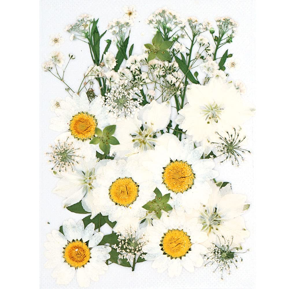 CENPEK Dried Pressed Flowers Natural Dried Flowers Real Pressed Flowers Colorful Dry Flowers for Resin Jewelry Nail Art Craft DIY (White)