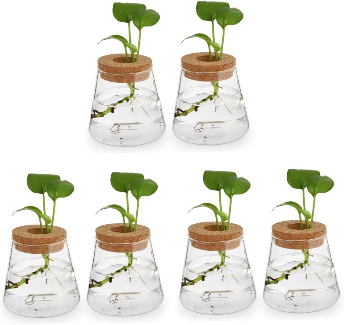 6pcs Hydroponics Glass for Desktop Garden Decoration Beautiful Terrarium Planter for Home Office for Plant Space-Saving Design