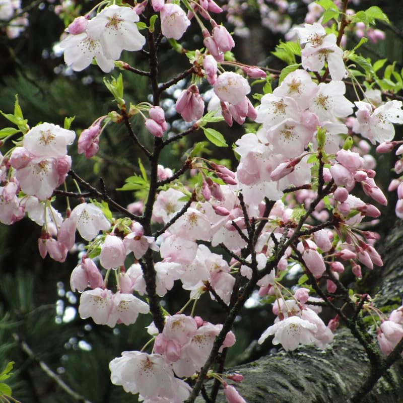 Amazon.com : Light Pink Cherry Blossom Tree Plants, 8 to 10 Inch Tall Live  Cherry Blossom Plant, Perennial Pink Cherry Blossom Tree Plant, Live Cherry Flower  Plant in Pot : Patio, Lawn & Garden