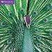 Peacocks Wall Calendar 2020 (Art Calendar)
