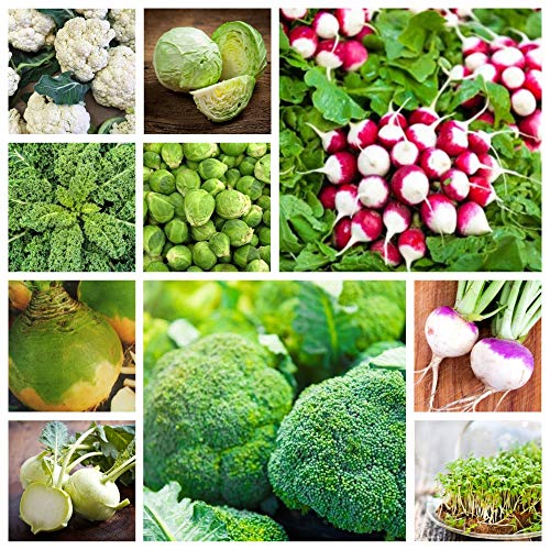 Cabbagge (Brassicae) Vegetables - Seeds of 10 Vegetable Plants' Species -