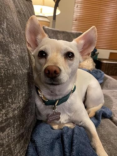 Miniatura 5 de Collar suave para perro con hebilla de metal, ajustable, duradero, cómodo, de pana de algodón, para perros pequeños, medianos y grandes, collares de