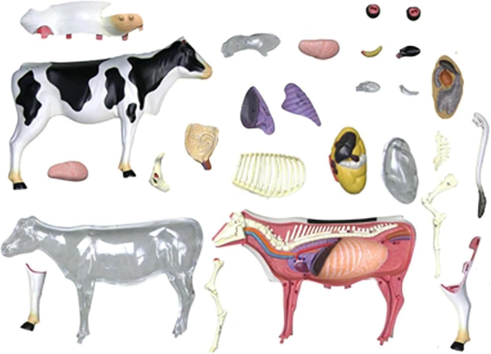 AMITD Modelo 4D de anatomía de vaca, 29 piezas, para entrenamiento y educación veterinaria