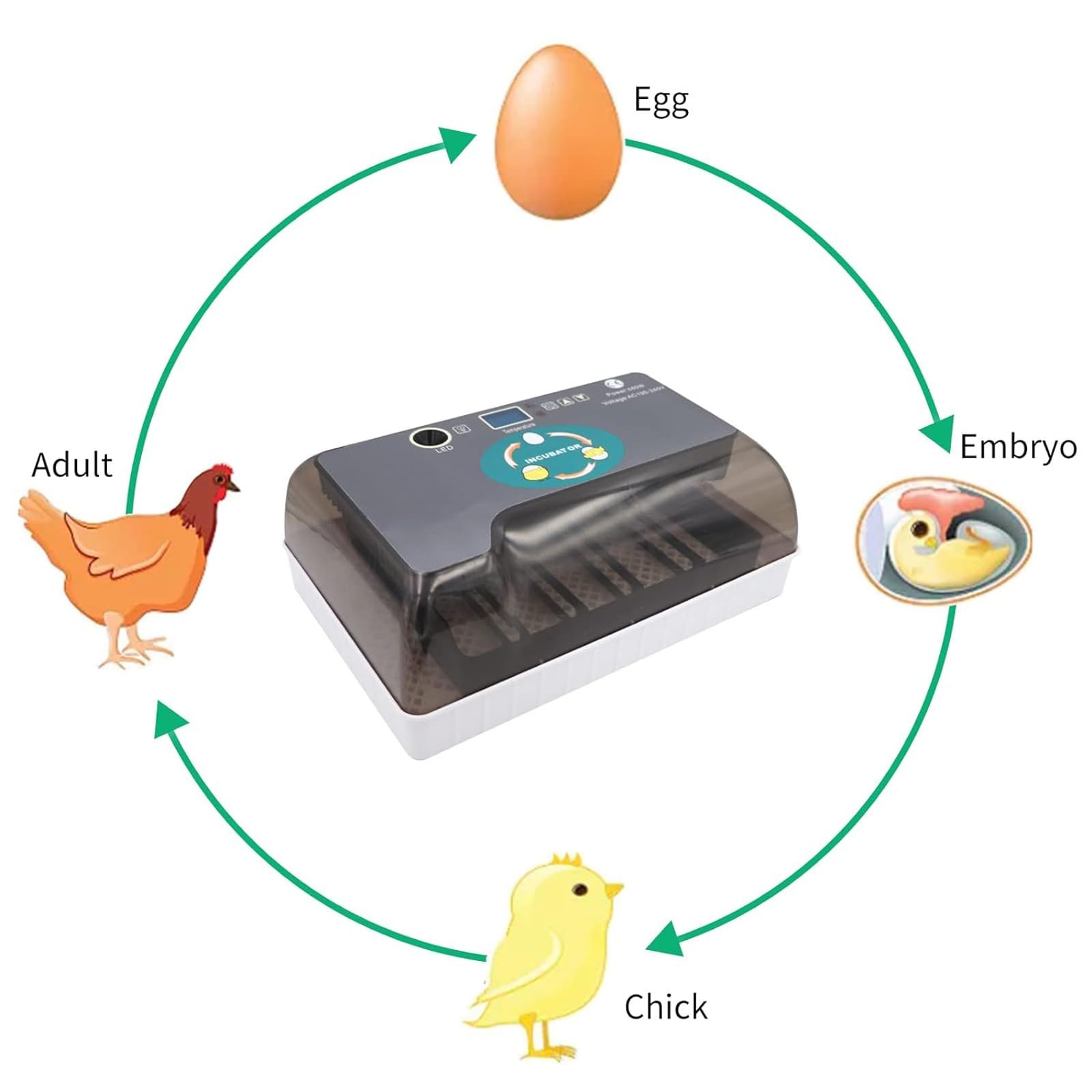 Incubatrice 12 Uova Incubatrice Uova di Tartaruga Allevatrice Rettili Allevatrice Termostatica Tartarughe con Girauova Automatico Coperchio Visibile Display LED Digitale(12 Eggs)