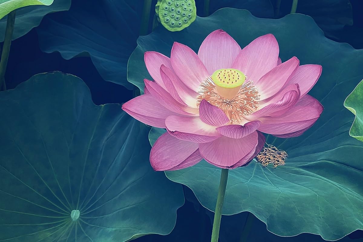 Rizoma di Fiore di Loto – Pianta Acquatica per Laghetti e Stagni – Facile da Coltivare