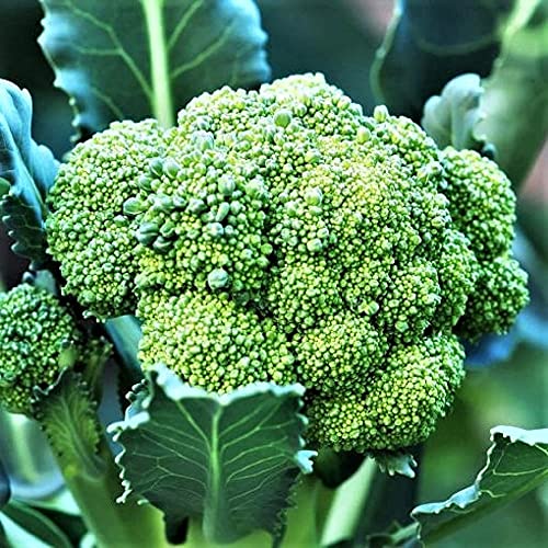 Calabrese Broccoli Seeds - 100 Count Seed Pack - an Old-Fashioned Variety Renowned for its Bluish Green Heads and Multiple Shoots - Country Creek LLC