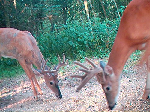 Deer Potion - Concentrated Deer Bait Potion Mixture