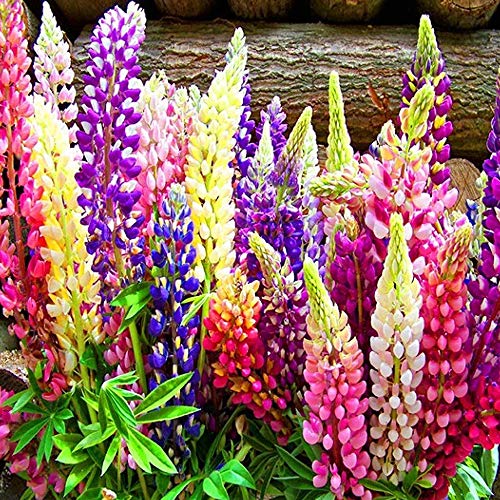 Lupin Tall Russell Mixed Seeds â€“ Pack of 36 Seeds â�