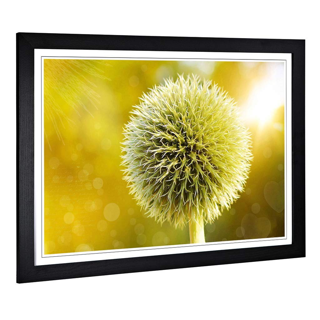 Big Box Art Framed Print of Yellow Flower Globe Thistle (2) Design | Wall Art Picture | Home Decor for Kitchen, Living Room, Bedroom, Hallway, Black, A2 / 24.5x18 Inch / 62x45cm