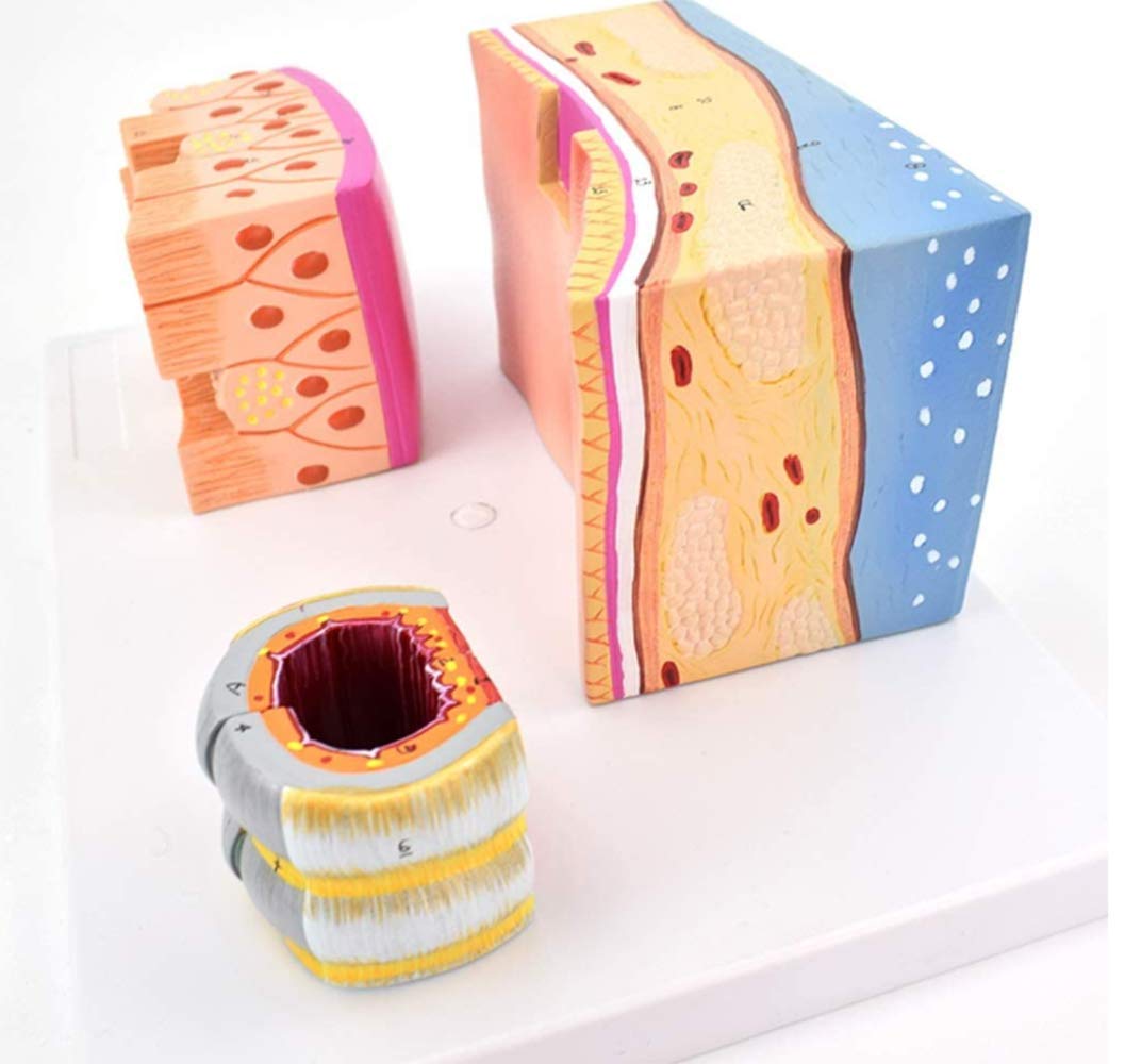 Keil Cartilage Human Anatomy Scientific Model, Anatomie Murale, 3 Fois Agrandissement, Enseignement Dessiné À La Main