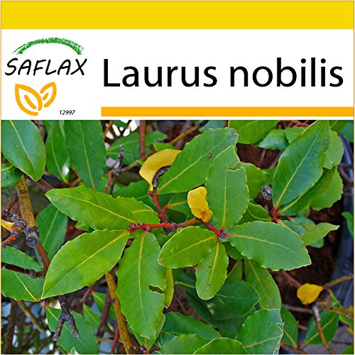 SAFLAX - Set de cultivo - Laurel de Apolo - 6 semillas - Laurus nobilis