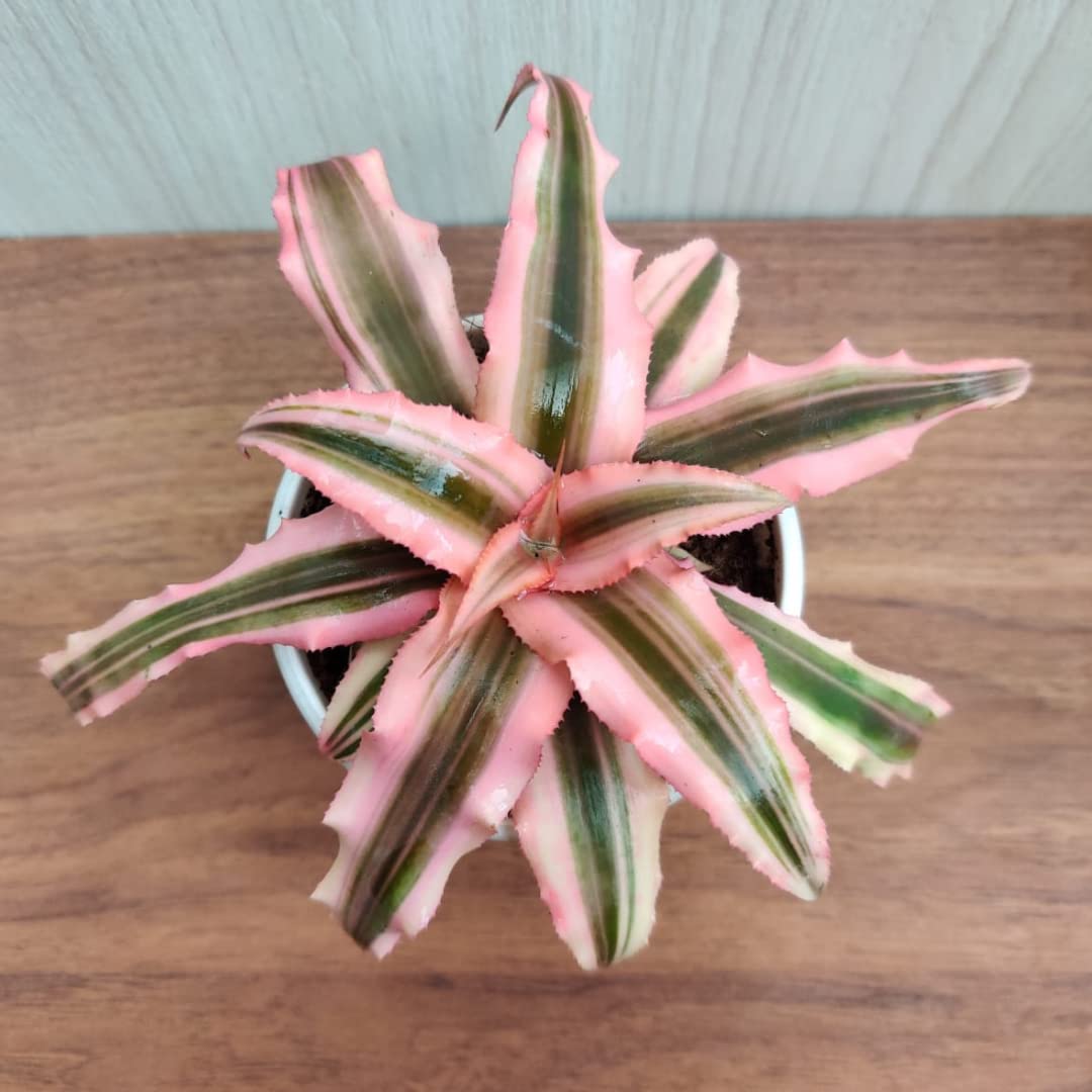 CAPPL Live Cryptanthus | Earth Star Indoor Plant (Pot Included) For Home Décor, Living Room, Dining Table, Shop, Balcony, at corner, Window-image-21
