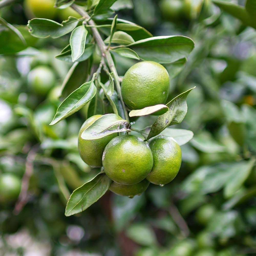 1400円開始 フラワー・ガーデニング 専用出品 柑橘苗木セット