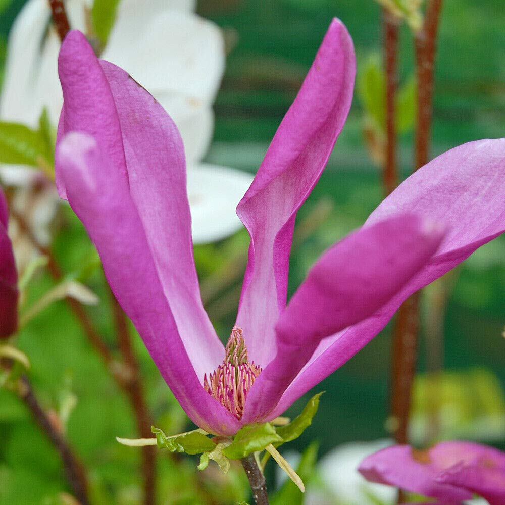 Magnolia 'Susan' Shrubs Hardy Spring Flowering Garden Plants Easy to Grow Your Own 2 x 9cm Pot by Thompson and Morgan