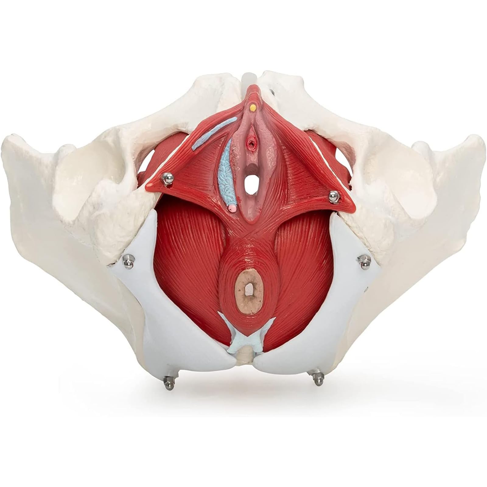 Anatomiczny Model Gleby Miednicy, Model Anatomiczny Kobiecej Struktury Miednicy, Żeńska Podłoga Miednicy, Wyjmowane Narządy Anatomiczne Mięśnie Gleby Miednicy