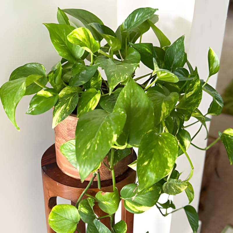 Golden Pothos Live Plant, 6" Potted Plant, Easy Care Indoor Vine, Hanging Green Foliage for Shelves and Desks