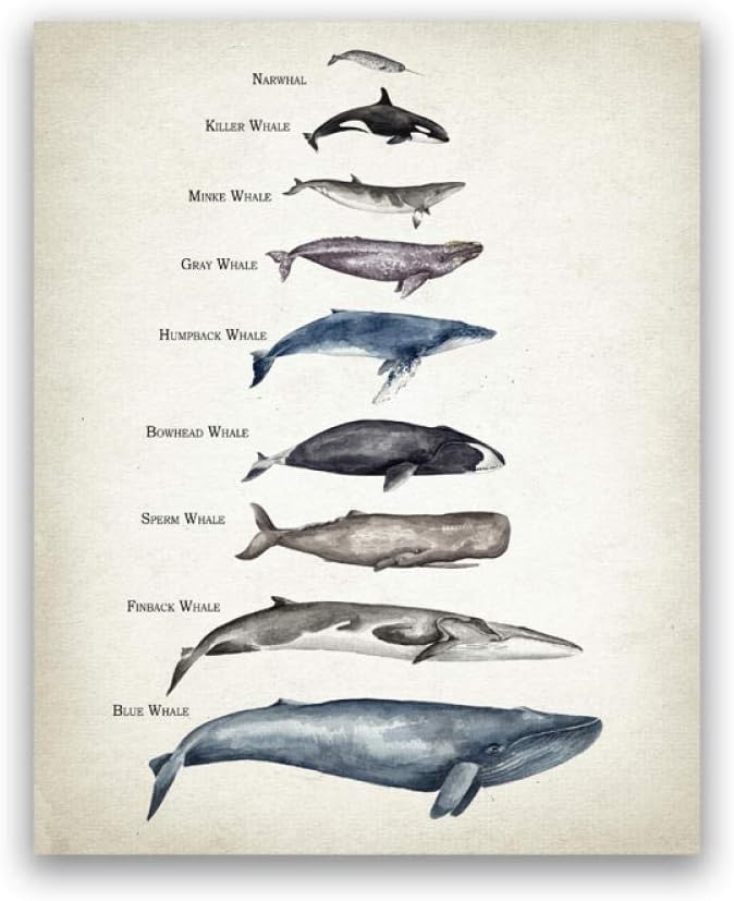 クジラのサイズ比較チャート壁アート水彩キャンバス絵画子供教育ヴィンテージポスターとプリント クジラのサイズ比較チャート壁アート水彩キャンバス絵画子供教育ヴィンテージポスターとプリント