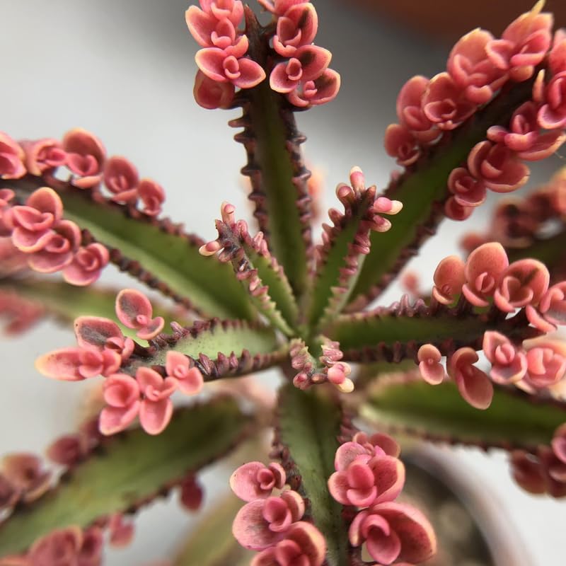 Miniatura 3 de Kalanchoe - Planta viva de mariposa rosa, maceta de 2 pulgadas, planta de interior suculenta única, planta decorativa de interior de fácil cuidado
