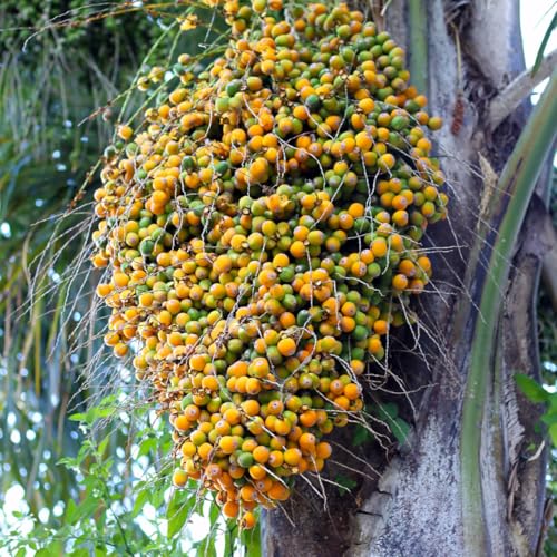 Muda Frutífera de Butiá