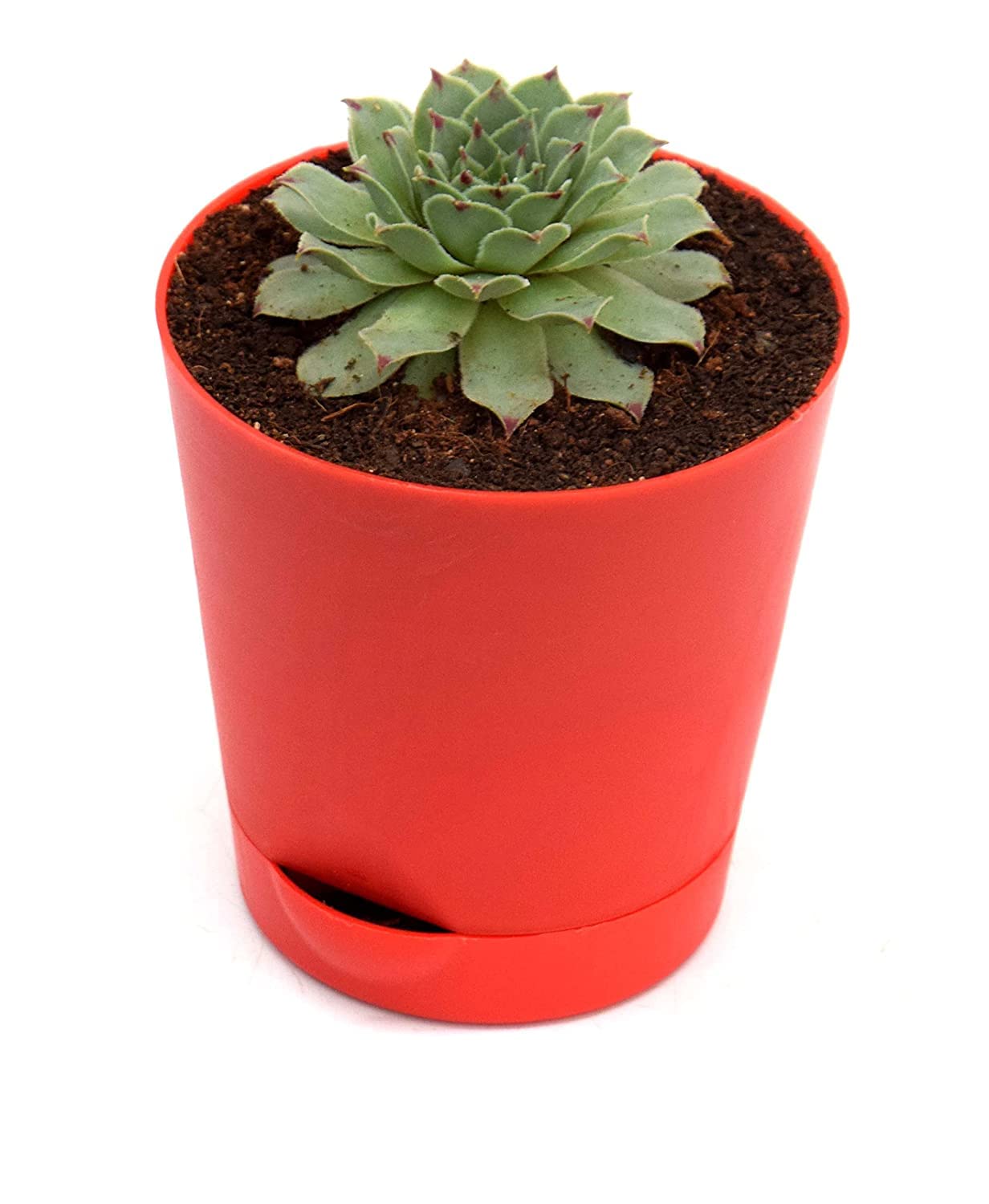 See full amazon price history chart for Original Red Tip Laxmi Kamal Plant in Self Watering Pot | Lakshmi Kamal Succulent Plant with pot Original Red Tip Laxmi Kamal Plant in Self Watering Pot | Lakshmi Kamal Succulent Plant with pot (B0BPP64BY4) Amazon Price History, Amazon Price Tracker